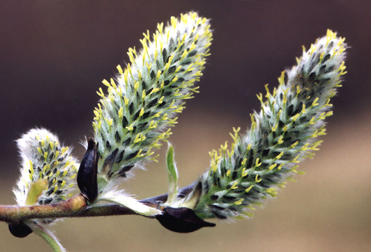 Salix caprea (Salix coaetanea) - Ива козья