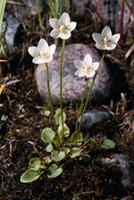 Parnassia palustris -  