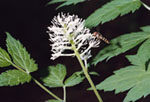 Actaea erythrocarpa -  