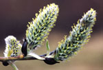 Salix caprea -  