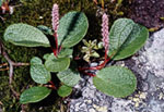 Salix reticulata -  
