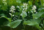 Majanthemum bifolium -  