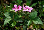 Rubus arcticus -  , , 