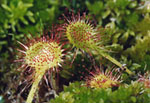 Drosera rotundifolia -  