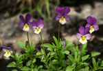 Viola tricolor -  