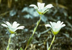 Cerastium alpinum -  