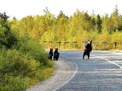 Нашествие медведей в Мурманской области продолжается