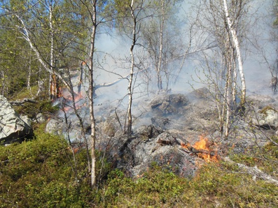 В лесах Мурманской области обнаружен и ликвидирован один пожар