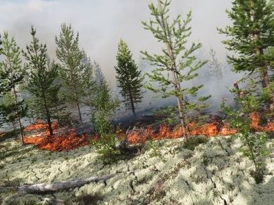 Лесных пожаров в Мурманской области не обнаружено