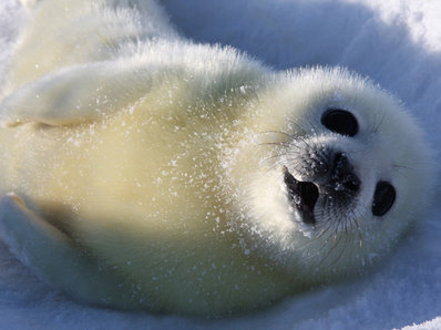 Жители Кандалакши хотят установить памятник гренландскому тюленю