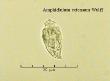 amphidinium extensum wulff