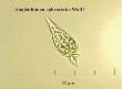 amphidinium sphenoides wullf