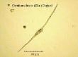ceratium fusus