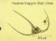 ceratium longipes
