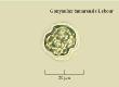 gonyaulax tamarensis lebour
