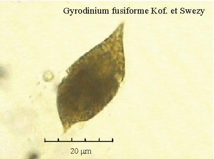 Gyrodinium fusiforme