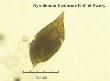 gyrodinium fusiforme