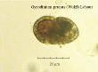 gyrodinium prunus