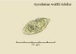 gyrodinium wulffii schiller