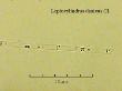 leptocylindrus danicus cl.