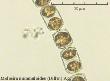 melosira nummuloides