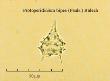 protoperidinium bipes