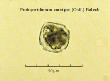 protoperidinium curvipes