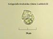 scrippsiella trochoidea