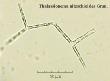 thalassionema nitzschioides grun.