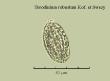 torodinium robustum