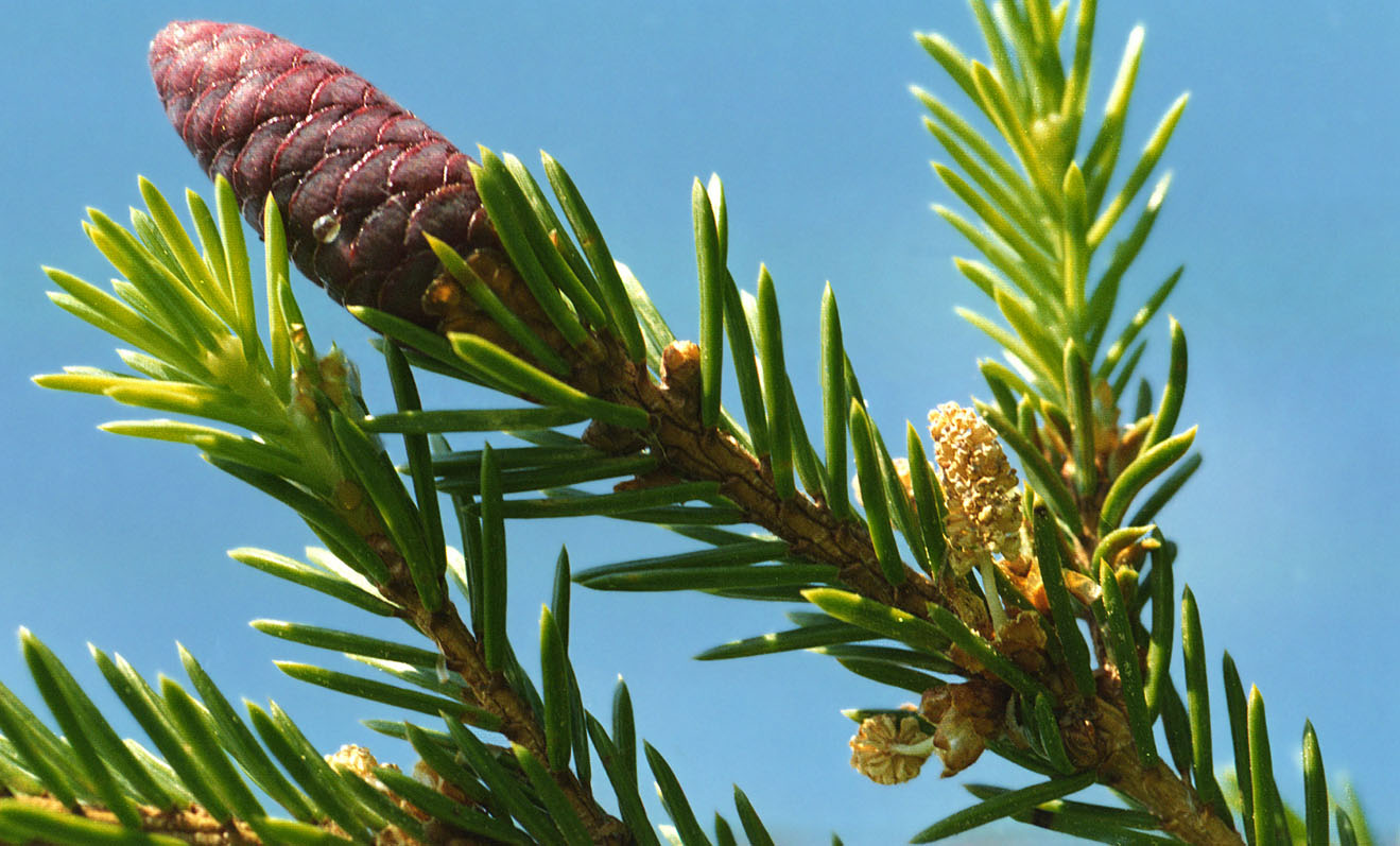 Ель это голосеменное растение. Ель Сибирская Picea obovata. Ель обыкновенная микростробилы. Ель финская Picea Fennica. Ель Сибирская микростробилы.