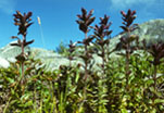 Bartsia alpina - Бартсия альпийская