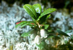 Vaccinium vitis-idaea - Брусника