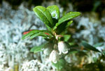 Vaccinium vitis-idaea - 