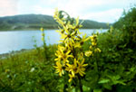 Ligularia arctica -  