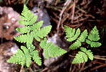 Gymnocarpium dryopteris -  