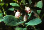 Vaccinium uliginosum - 