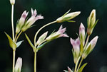 Gentianella lingulata -  