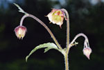 Geum rivale -  