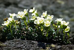 Diapensia lapponica -  