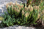 Diphasiastrum alpinum -  