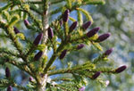 Picea fennica - Ель финская