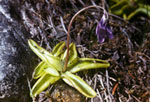 Pinguicula vulgaris - Жирянка обыкновенная