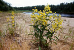 Solidago lapponica -  