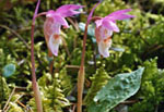 Calypso bulbosa -  