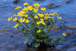 Caltha palustris -  