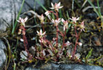 Saxifraga stellaris -  