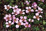 Saxifraga oppositifolia -  