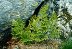 Cryptogramma crispa -  