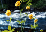 Trollius europaeus -  